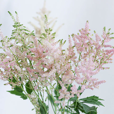 Astilbe
