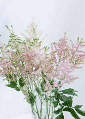 Astilbe