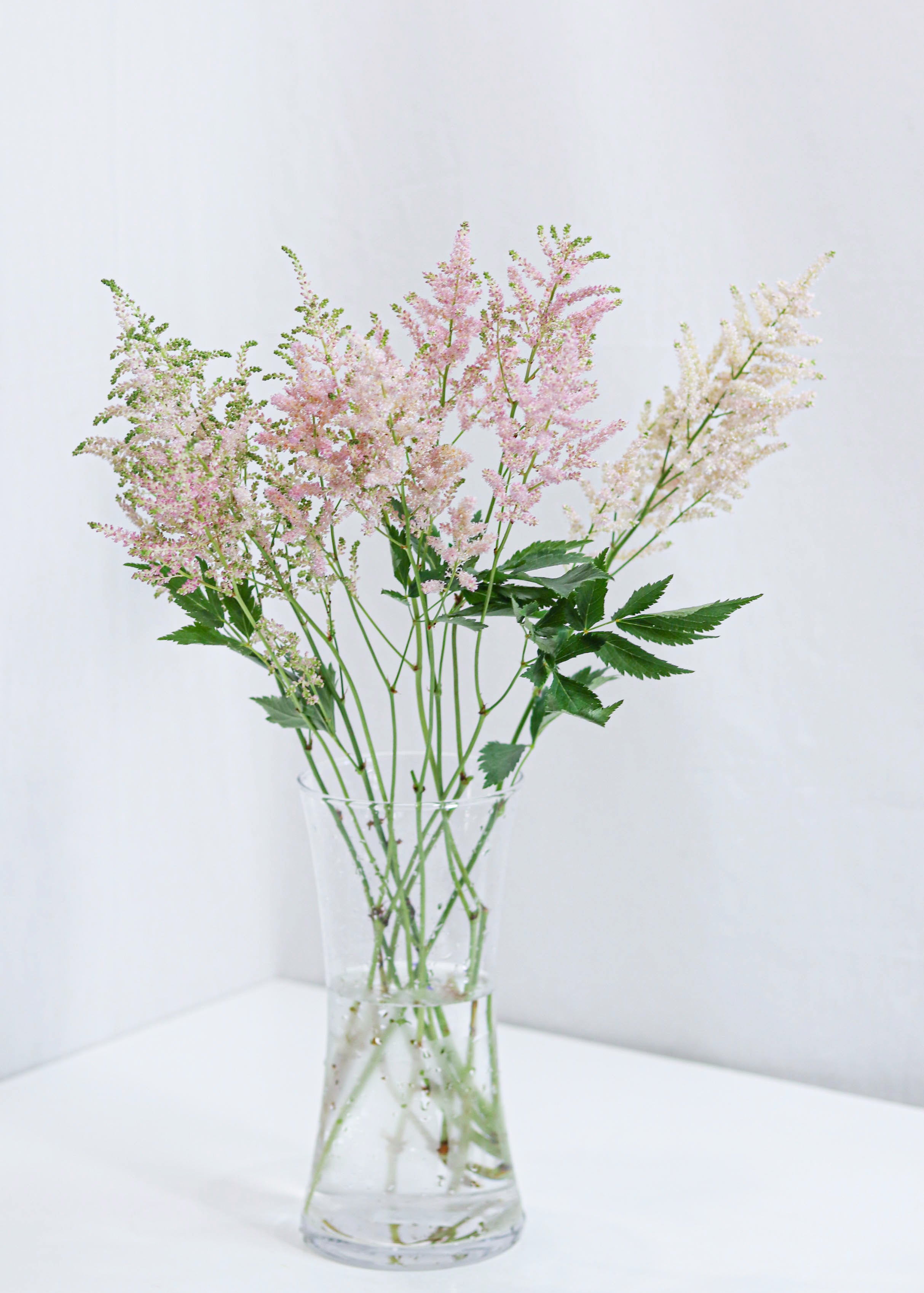 Astilbe