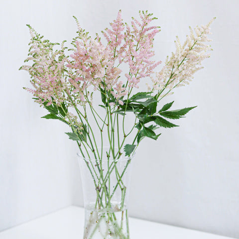 Astilbe