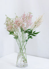 Astilbe