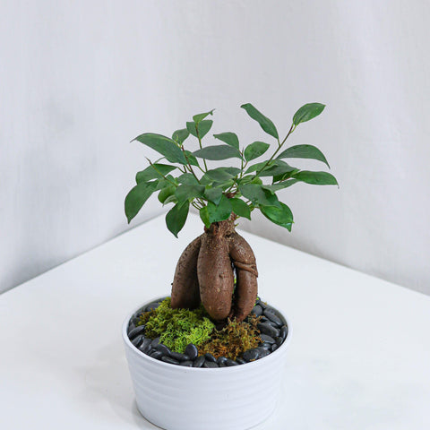 Bonsai with White Pot