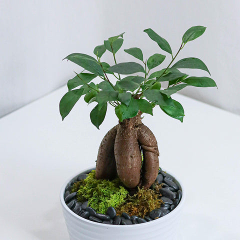 Bonsai with White Pot