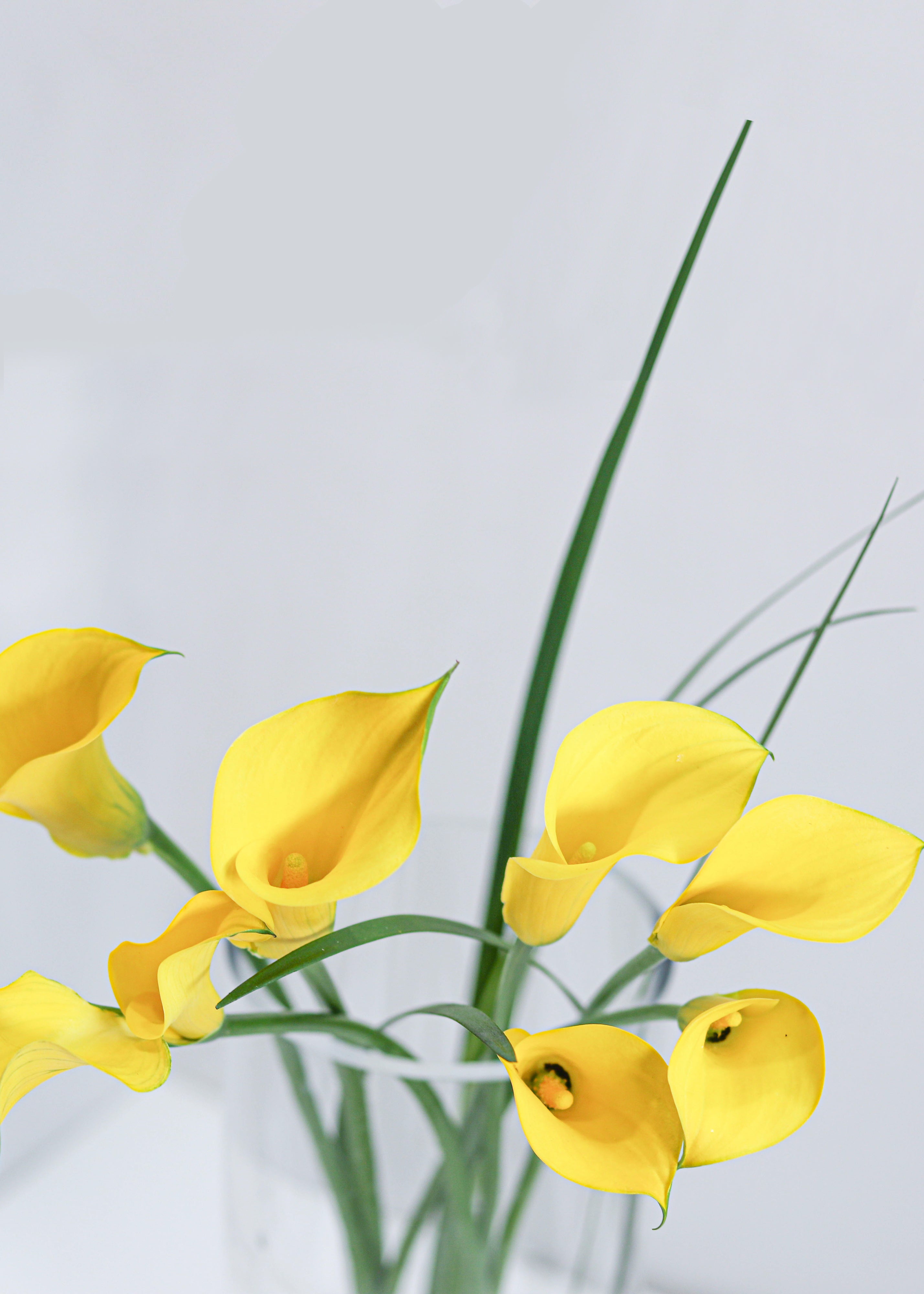 Mini Calla Lily