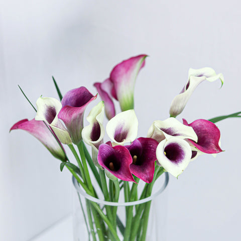 Mini Calla Lily