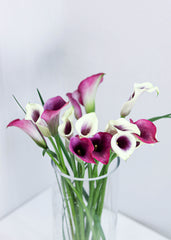 Mini Calla Lily