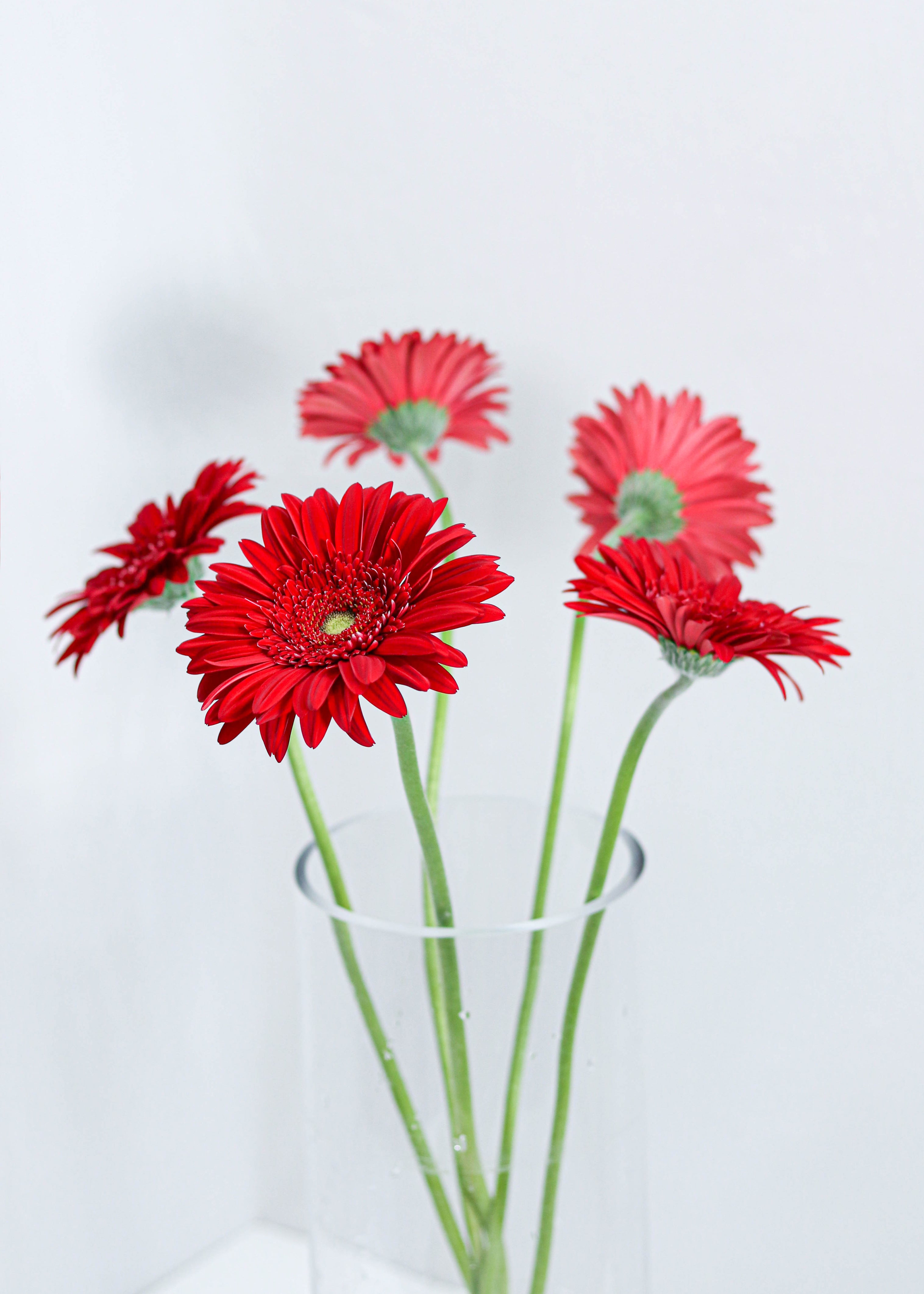 Gerbera