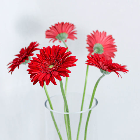 Gerbera