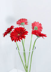 Gerbera