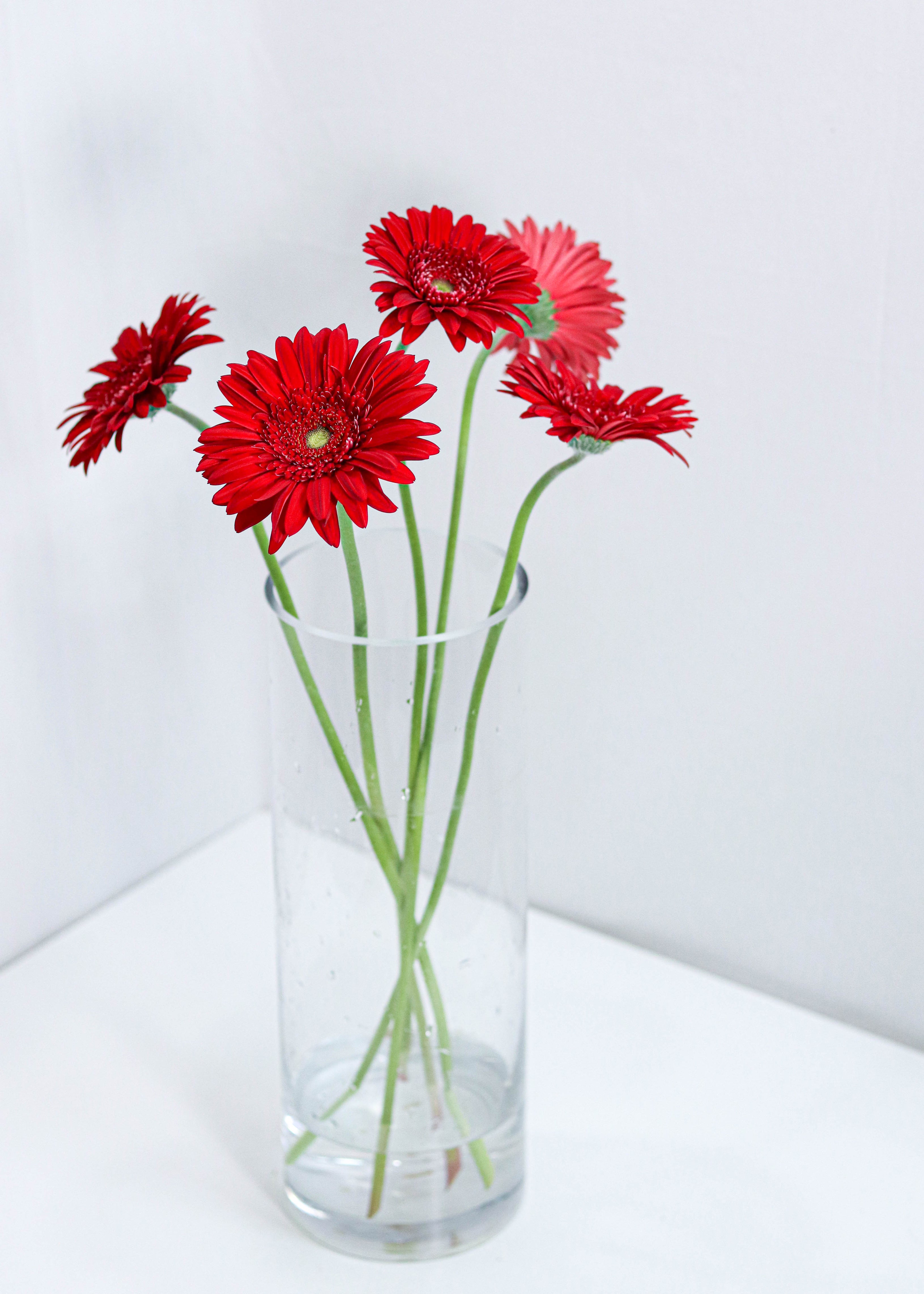 Gerbera