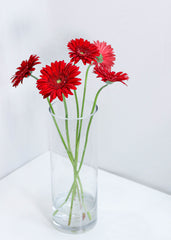 Gerbera