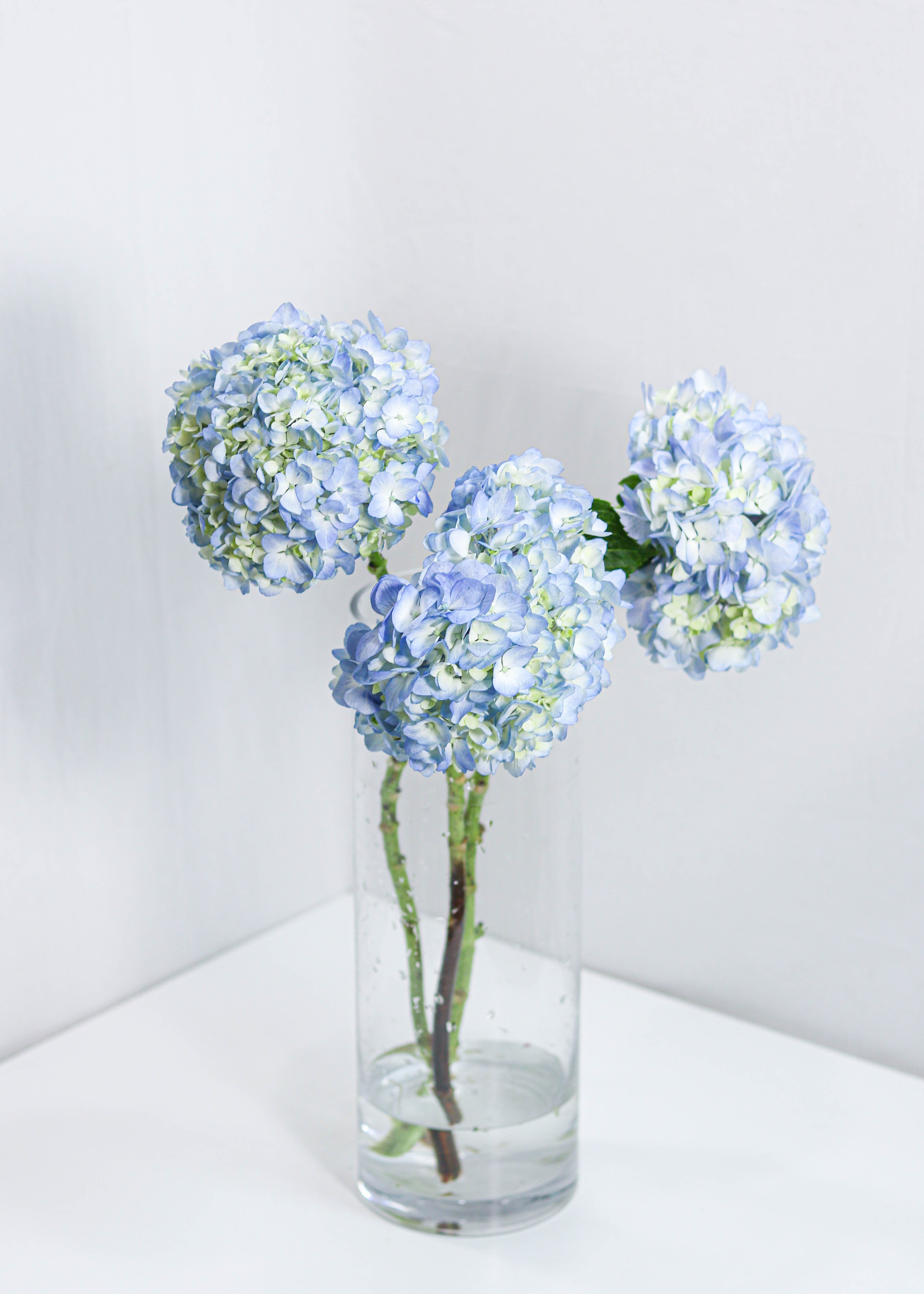 Hydrangea