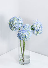 Hydrangea