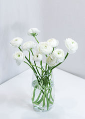Ranunculus