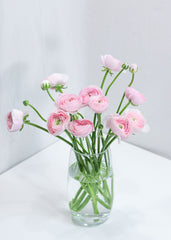 Ranunculus