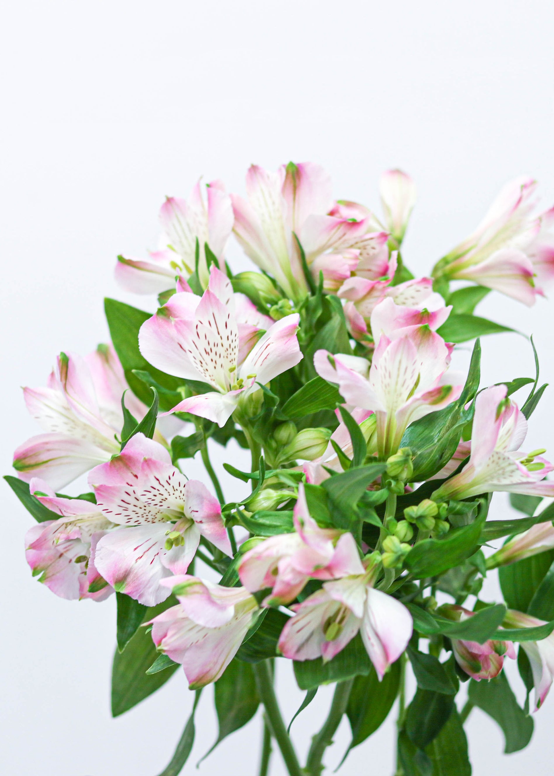 Alstroemeria