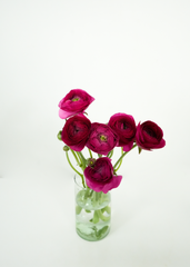Ranunculus
