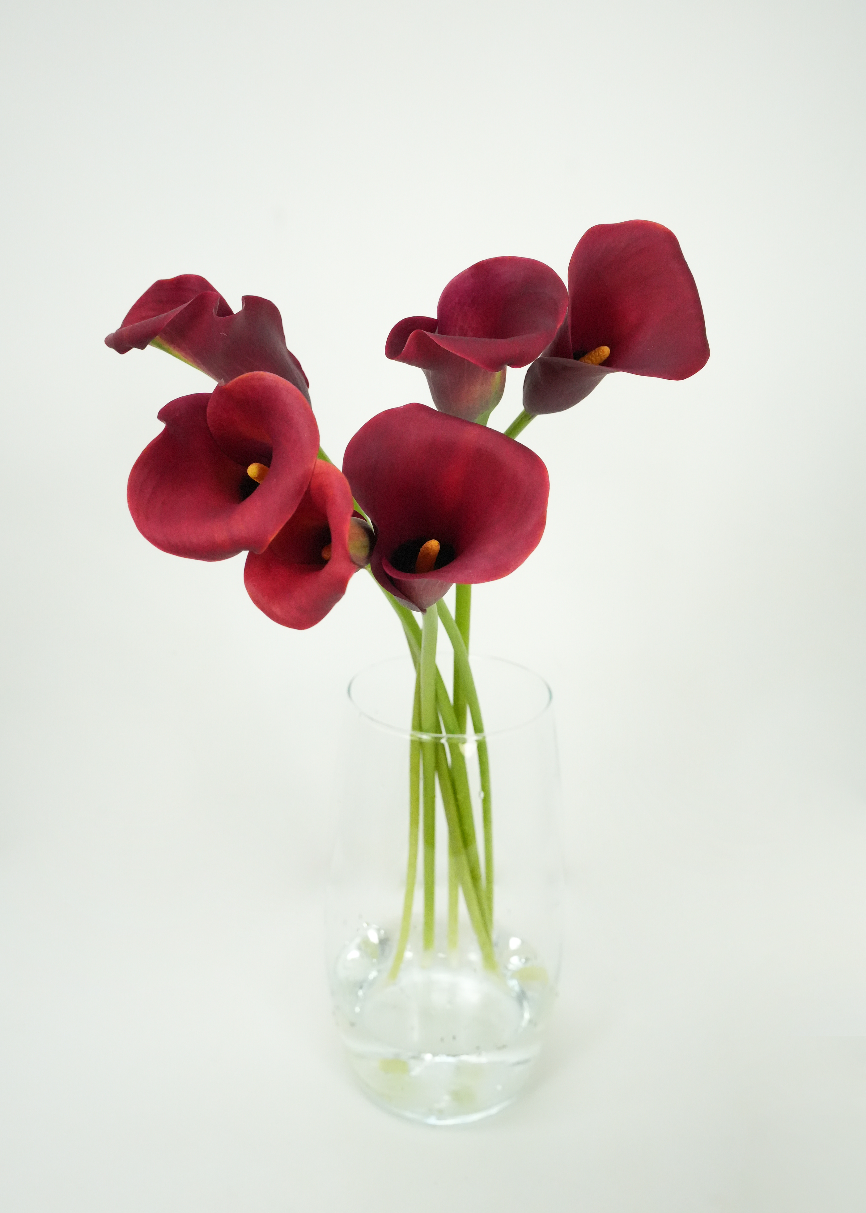 Mini Calla Lily