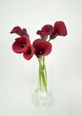 Mini Calla Lily