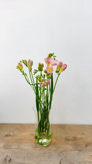 Freesia