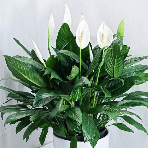 Peace lily / Spathiphyllum (10