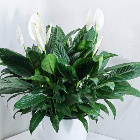 Peace lily / Spathiphyllum (10