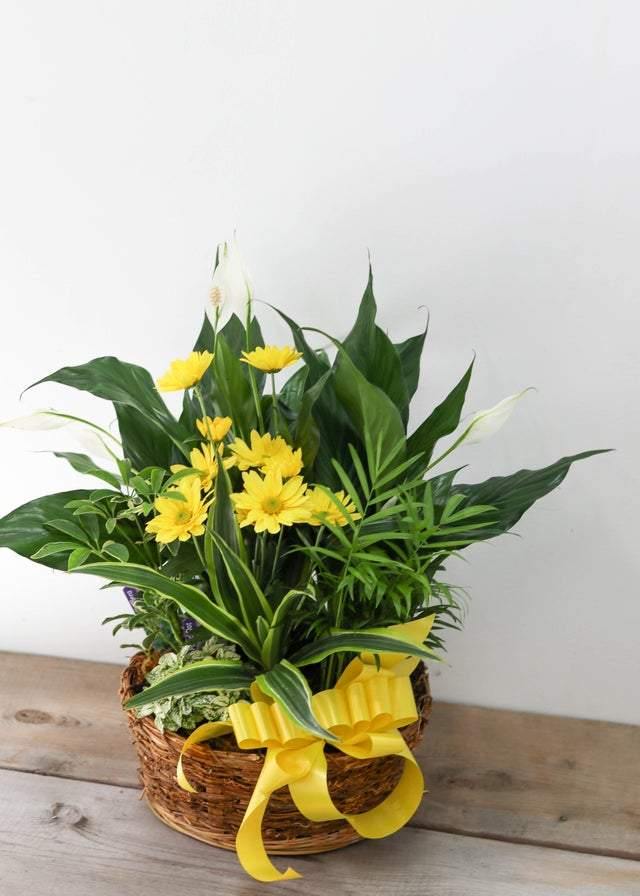 Loving Light Dishgarden - Plant - Toronto Flower Gallery