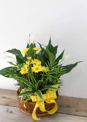 Loving Light Dishgarden - Plant - Toronto Flower Gallery