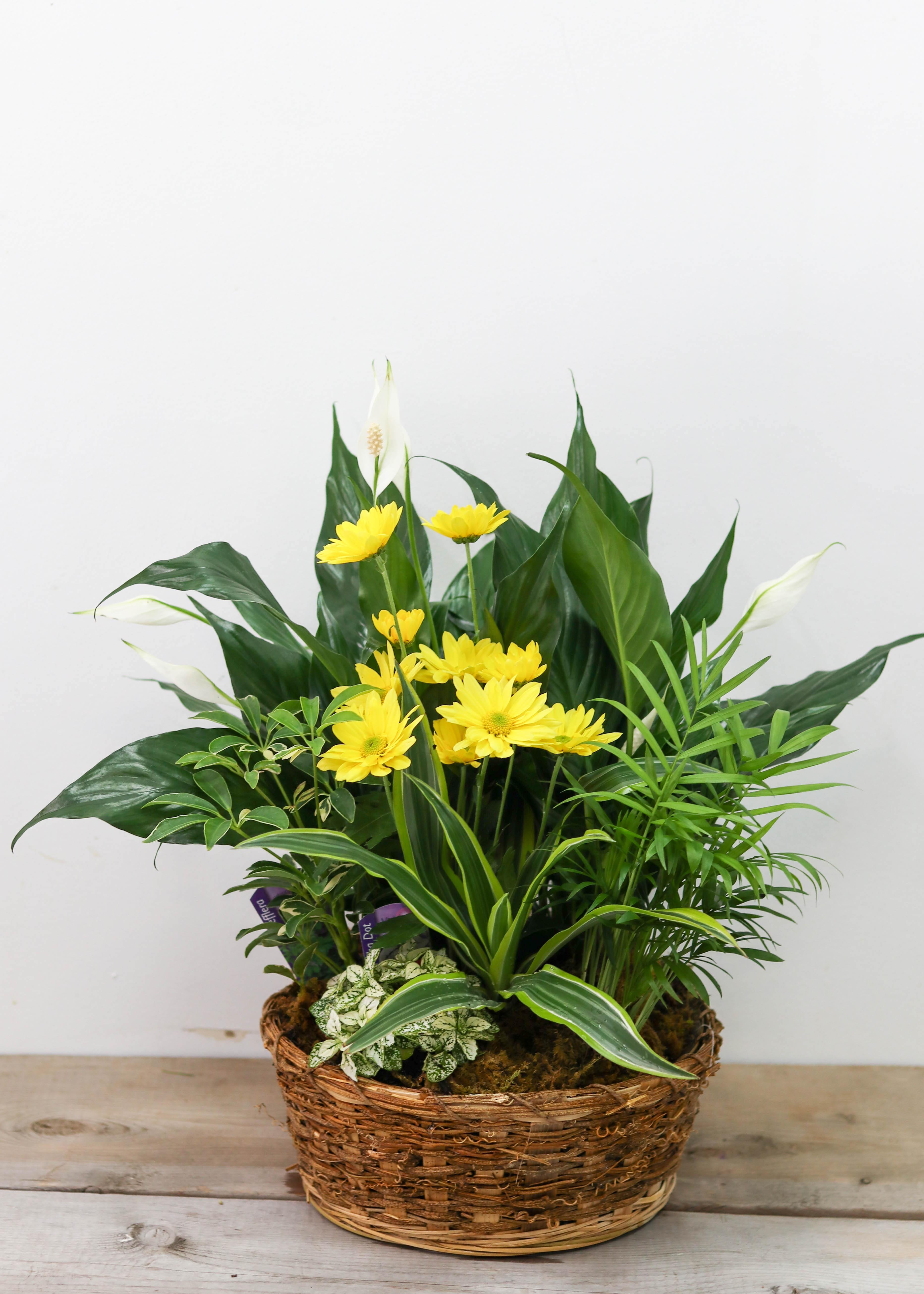 Loving Light Dishgarden - Plant - Toronto Flower Gallery