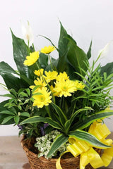 Loving Light Dishgarden - Plant - Toronto Flower Gallery