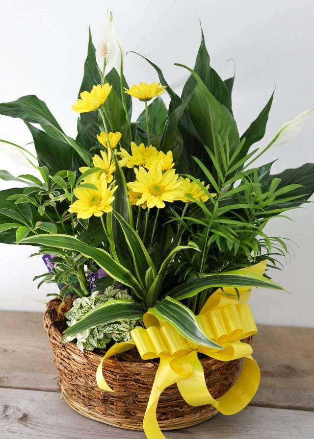 Loving Light Dishgarden - Plant - Toronto Flower Gallery