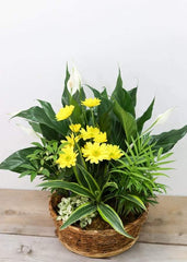 Loving Light Dishgarden - Plant - Toronto Flower Gallery