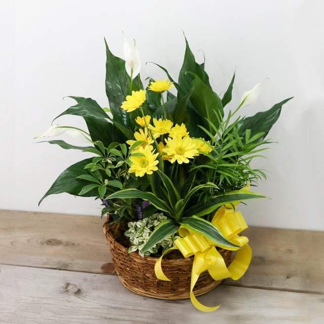 Loving Light Dishgarden - Plant - Toronto Flower Gallery