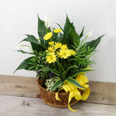 Loving Light Dishgarden - Plant - Toronto Flower Gallery