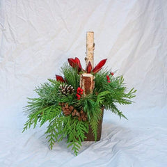 Winter Solstice - Plant - Toronto Flower Gallery