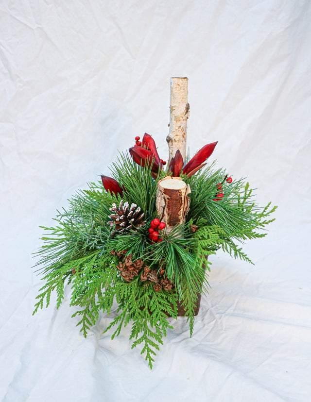 Winter Solstice - Plant - Toronto Flower Gallery