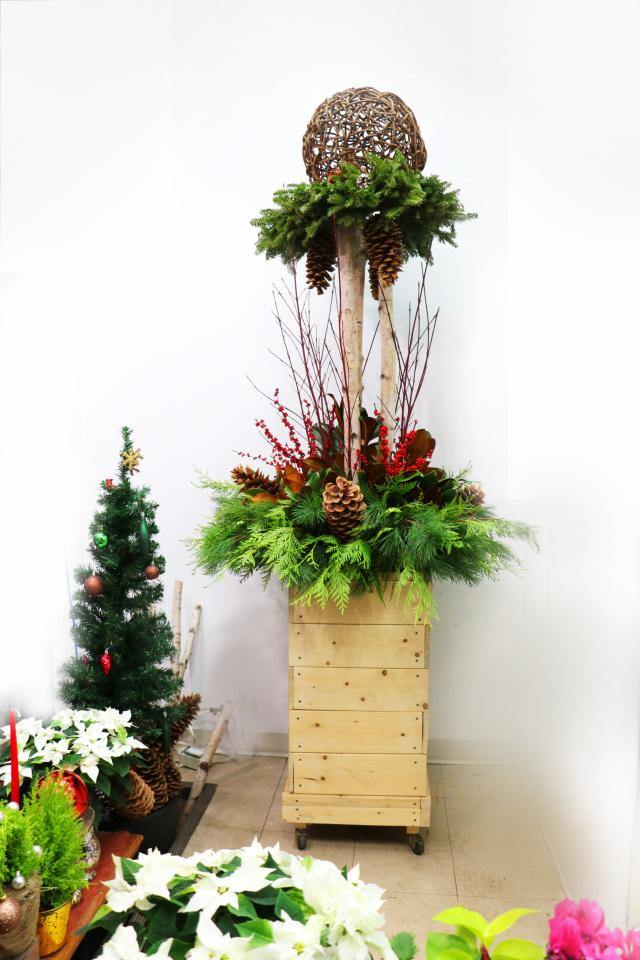 Meet Me Under the Mistletoe - Plant - Toronto Flower Gallery