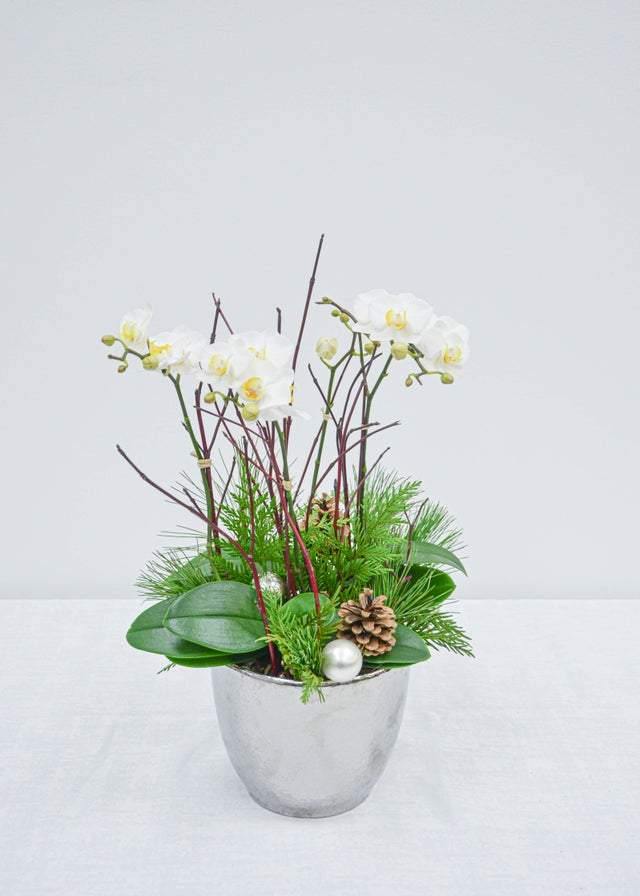 Fresh Snowfall - Orchid - Toronto Flower Gallery