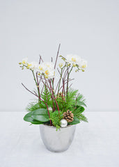 Fresh Snowfall - Orchid - Toronto Flower Gallery