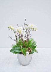 Fresh Snowfall - Orchid - Toronto Flower Gallery