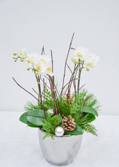 Fresh Snowfall - Orchid - Toronto Flower Gallery