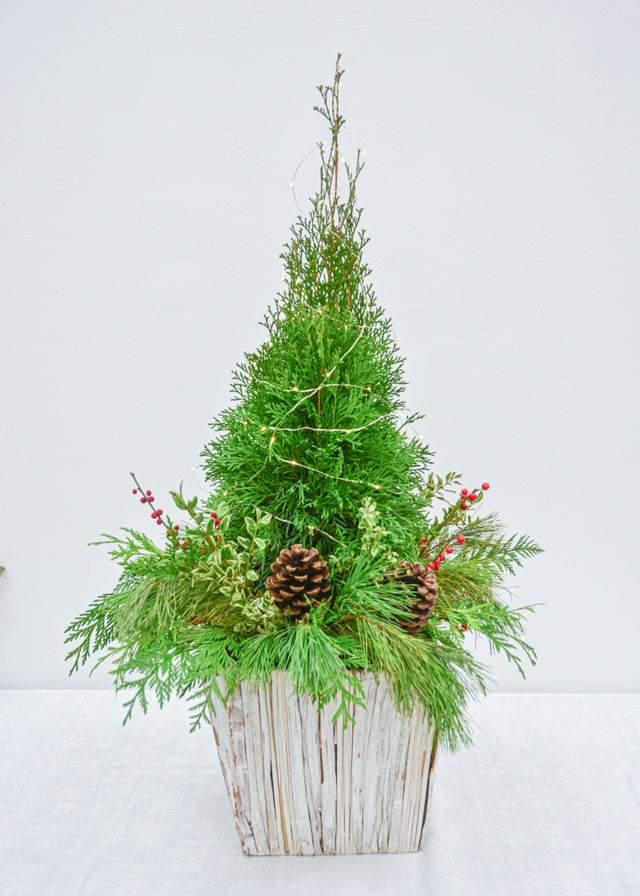 Under the Christmas Tree - Plant - Toronto Flower Gallery