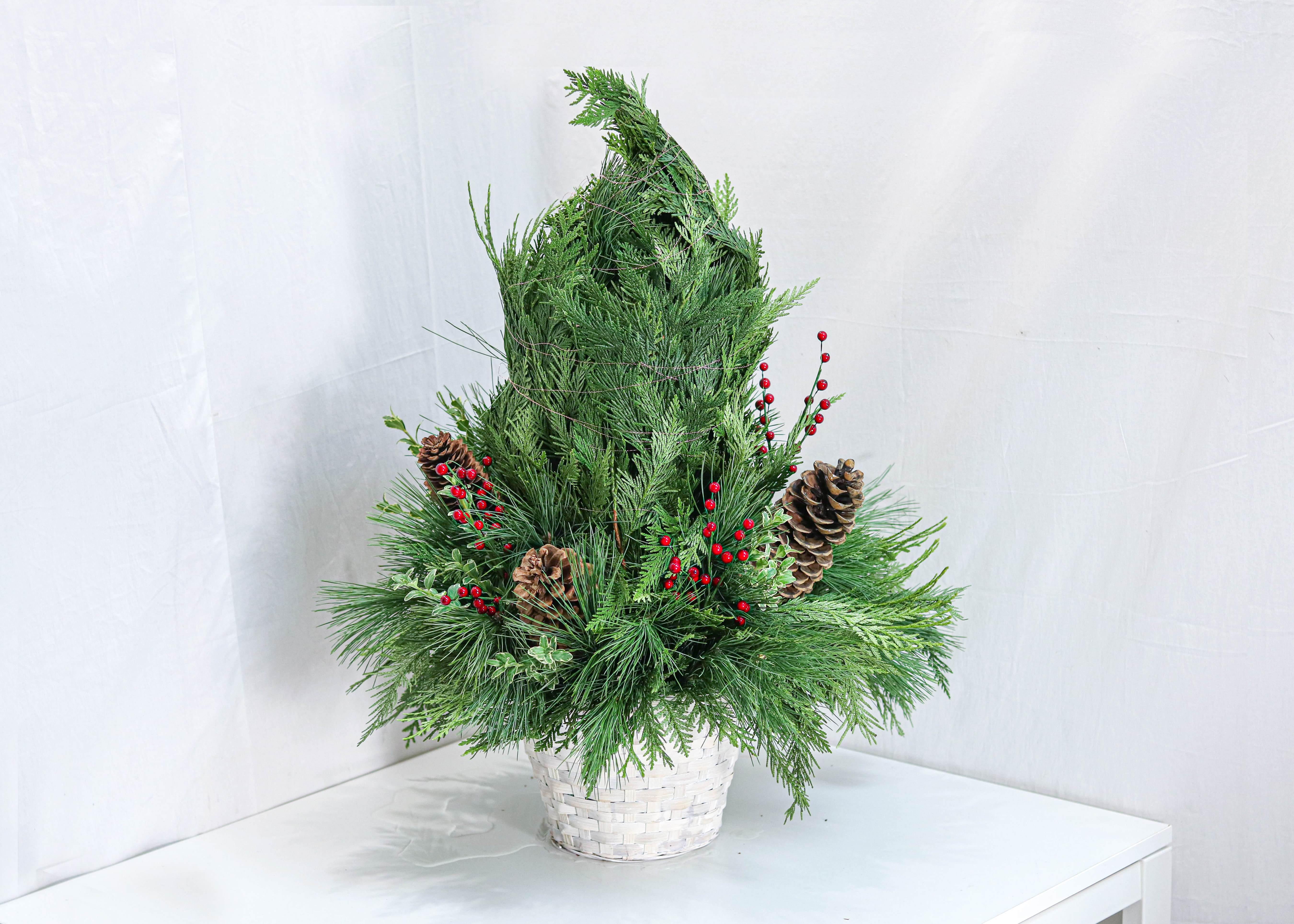 Under the Christmas Tree - Plant - Toronto Flower Gallery