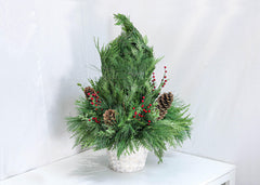 Under the Christmas Tree - Plant - Toronto Flower Gallery