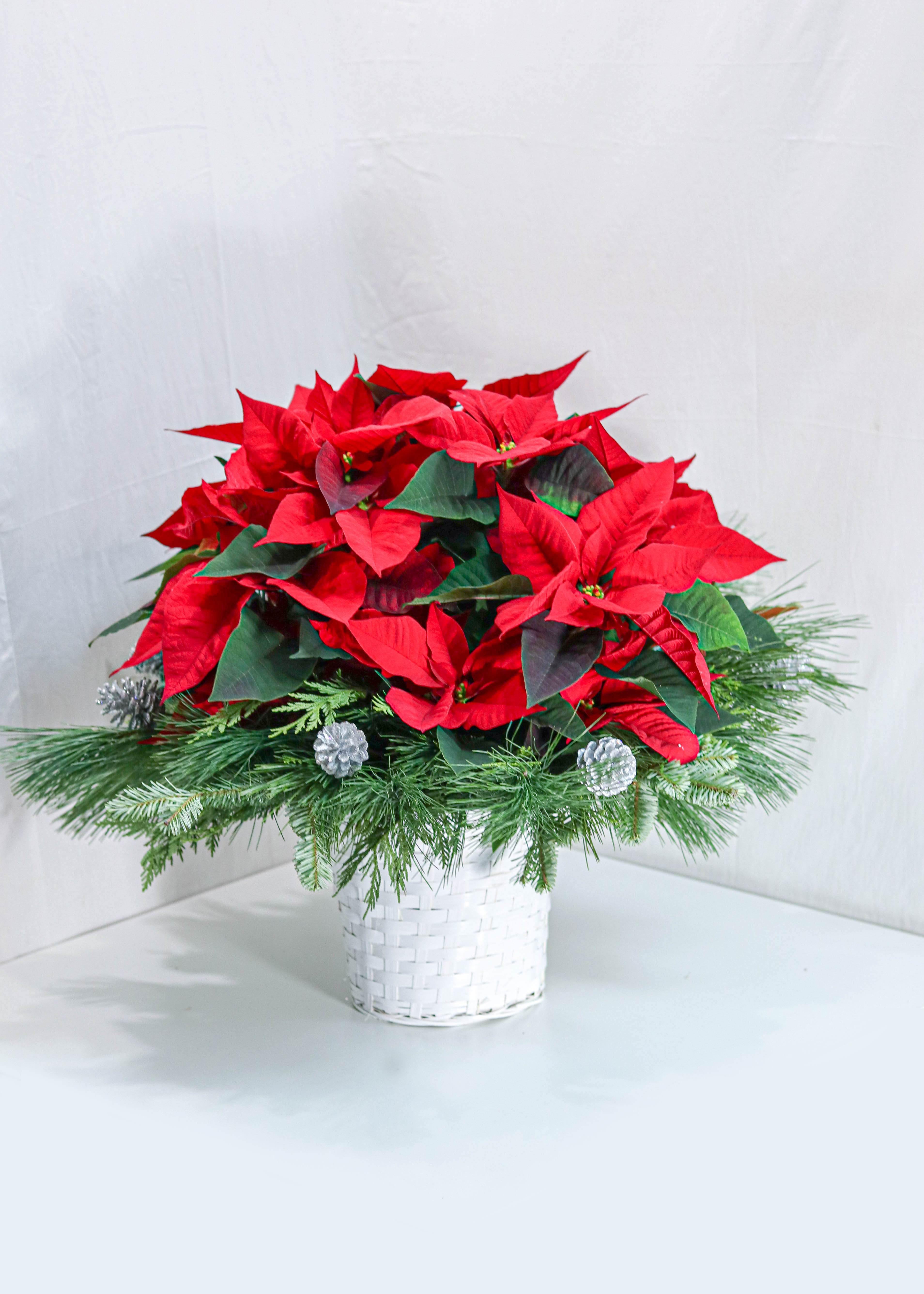 Joy to the World - Toronto Flower Gallery