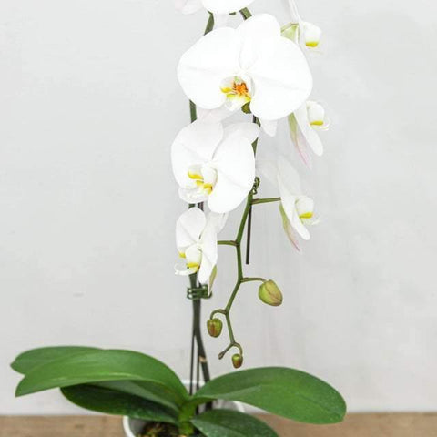 Large White Orchid with Pot
