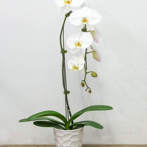 Large White Orchid with Pot