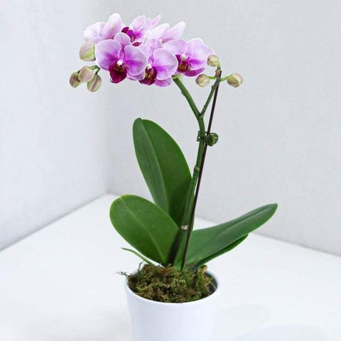 Small Pink Orchid with Pot
