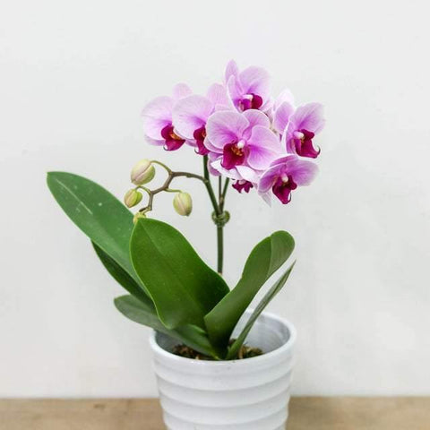 Small Pink Orchid with Pot