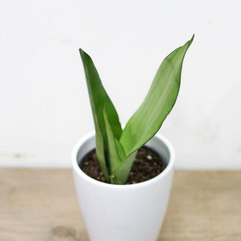 Sansevieria/ Snake Plant (3.5